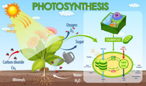 Infographic of the process of photosynthesis