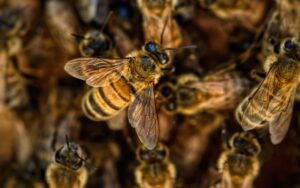 Read more about the article WHERE ARE THE BEES?