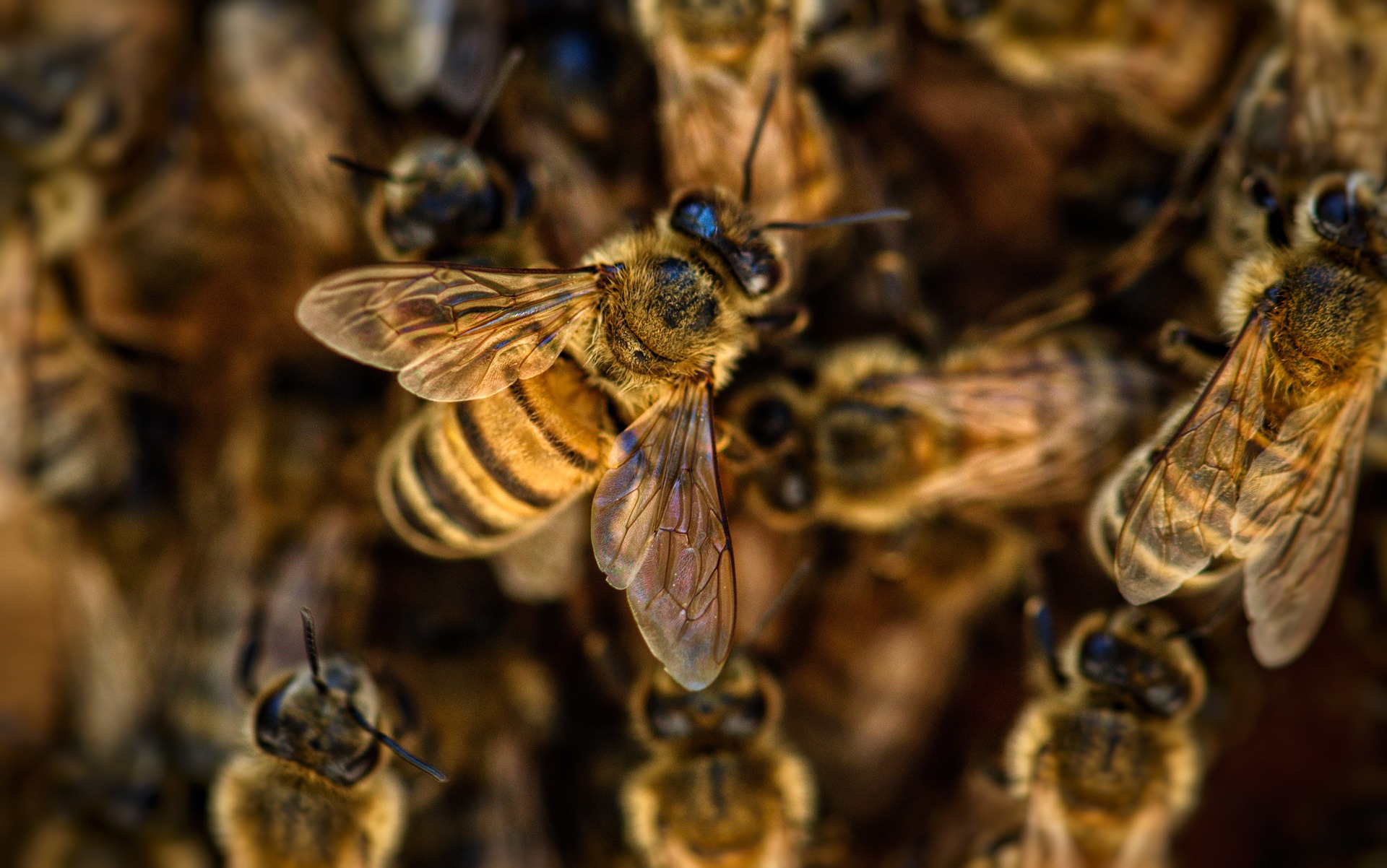 Read more about the article WHERE ARE THE BEES?